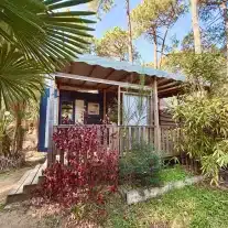 Cabane en bois entourée de plantes vertes.