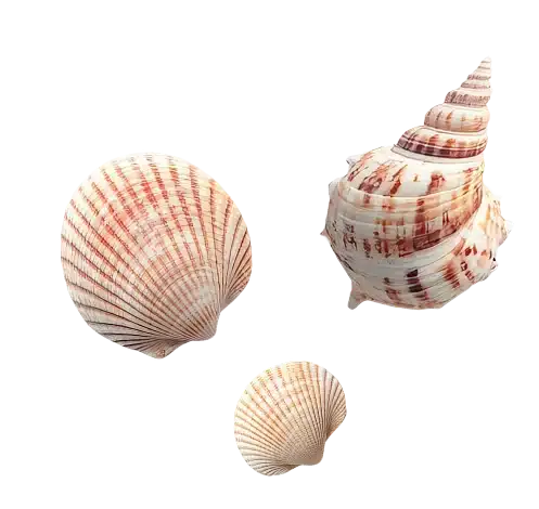 Trois coquillages colorés et variés.