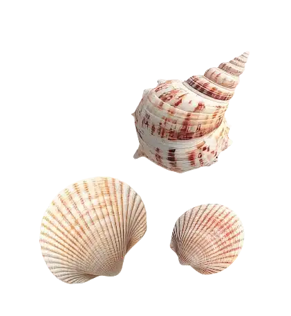 Trois coquillages sur fond noir, texturés et colorés.