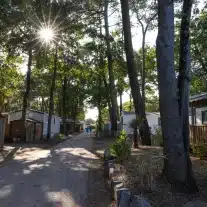 Chemin ensoleillé avec mobil-homes entouré d'arbres.