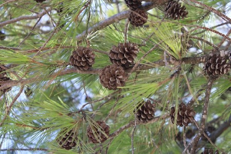 Trois balades dans forêt de la Pierre Attelée