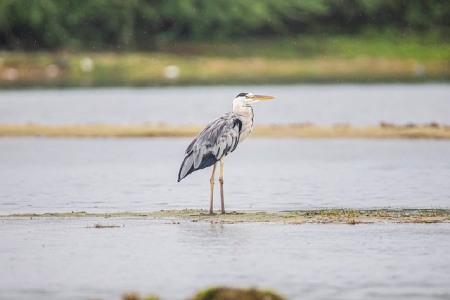 Que voir et que faire au parc naturel régional de Brière ?