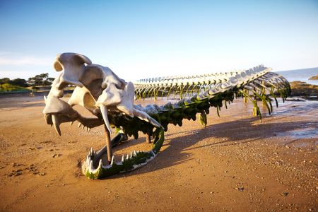 Cinq choses que vous ignorez peut-être sur le serpent d&rsquo;Océan de Saint-Brevin